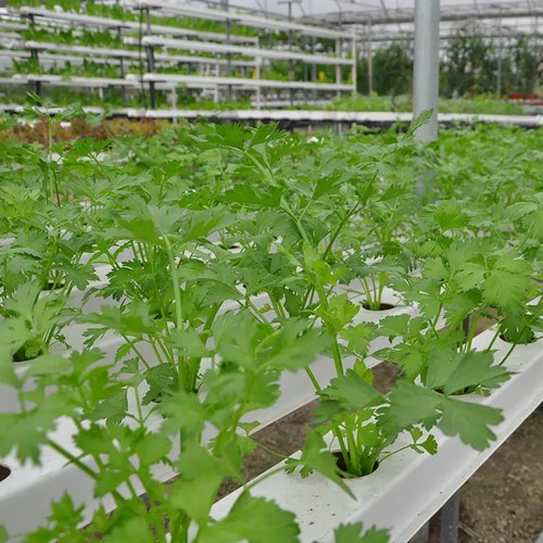 G AND N FORTUNE LIMITED’s automated grow system ensures consistent plant care.