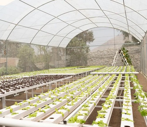G AND N FORTUNE LIMITED's indoor plant growing system in hydroponics.