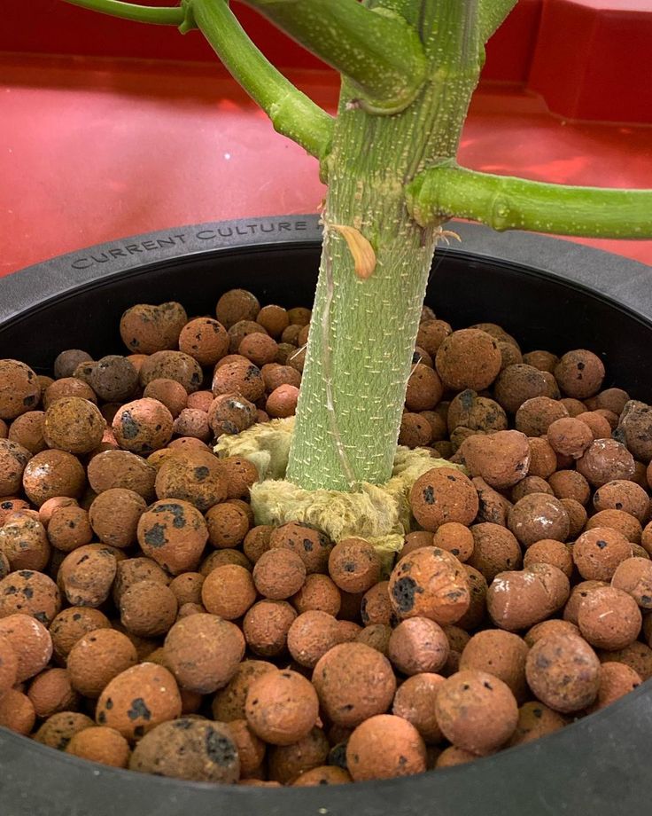 1.G AND N FORTUNE LIMITED: hydroponics stores near me.
