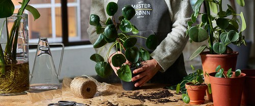 G AND N FORTUNE LIMITED's cocopeat 10 kg online for hydro.
