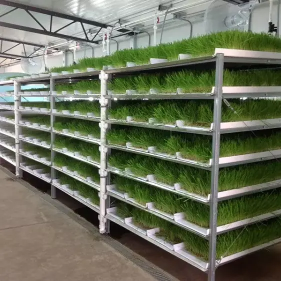 G AND N FRTUNE LIMITED's Strawberry Gutter Hydroponic