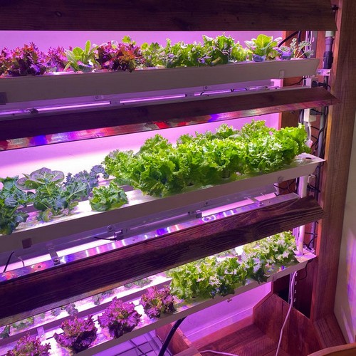 5.Premium hydroponic growing system from G AND N FORTUNE LIMITED
