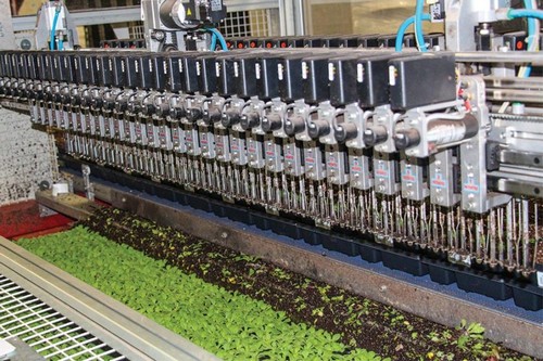 G AND N FORTUNE LIMITED's machine for sowing seeds in hydroponics.