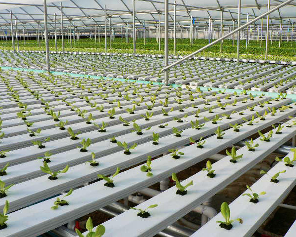 Superior hydroponics grow system from G AND N FORTUNE LIMITED.