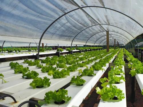 G AND N FORTUNE LIMITED supplies garden house hydroponics.