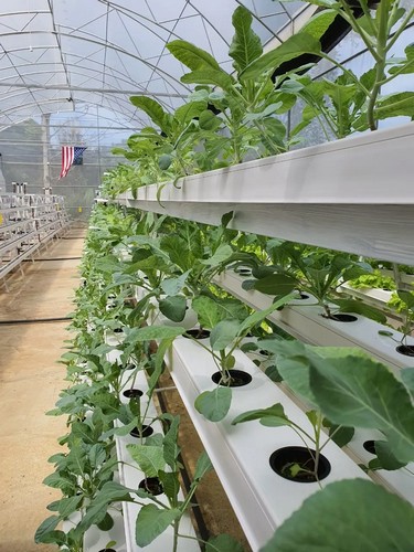 5.G AND N FORTUNE LIMITED provides lighting solutions for optimal hydroponic growth.