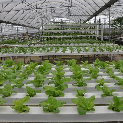 Explore G AND N FORTUNE LIMITED’s innovative hydroponics system for optimal crop yields.