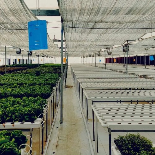 G AND N FORTUNE LIMITED’s automated grow system: hydroponic gold standard.