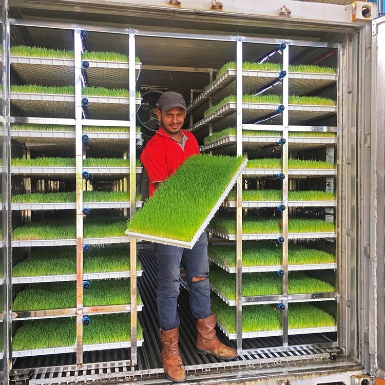 G AND N FORTUNE LIMITED's Fodder Trays for Sale Hydroponic