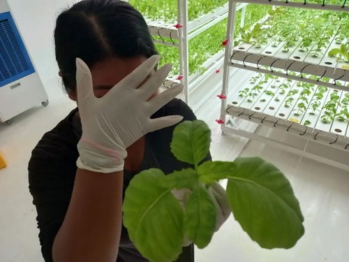 G AND N FORTUNE LIMITED’s vertical grow system elevates hydroponic efficiency.