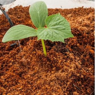 G AND N FORTUNE LIMITED's cocopeat for hydroponics.