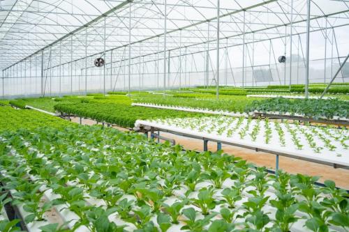 5.Premium hydroponic growing system from G AND N FORTUNE LIMITED