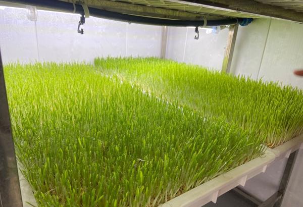 G AND N FORTUNE LIMITED's Fodder Seed Mix Hydroponic