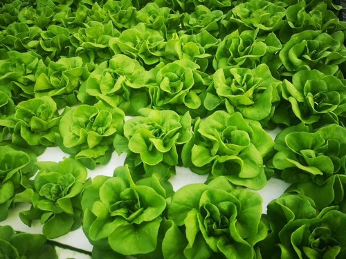 G AND N FORTUNE LIMITED's pool raft float for hydroponics.
