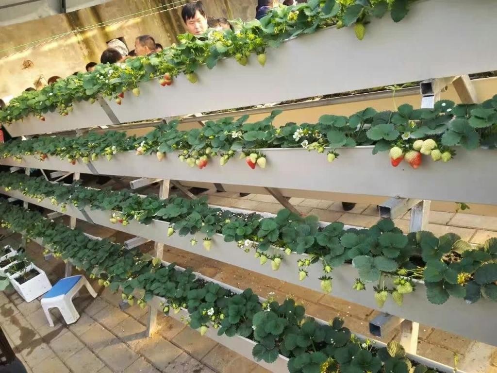 Hydroponic system grow by G AND N FORTUNE LIMITED.