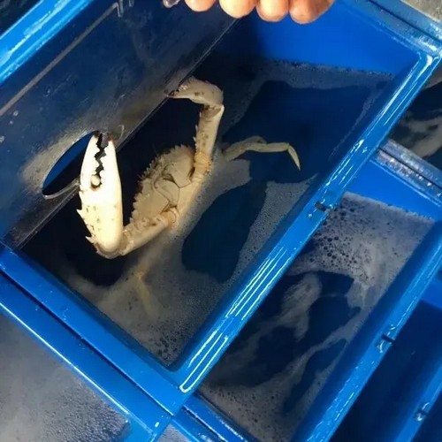 G AND N FORTUNE LIMITED's crab box live: hydroponic live crab equipment.