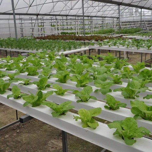 G AND N FORTUNE LIMITED’s microgreen growing system ensures fast and healthy growth.