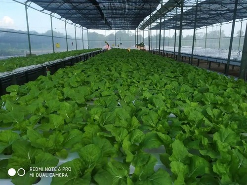 Discover G AND N FORTUNE LIMITED’s high-quality hydroponic growing system for healthy plants.