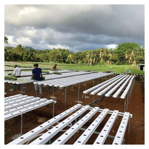 G AND N FORTUNE LIMITED’s nft hydroponic system is ideal for leafy greens and lettuce.