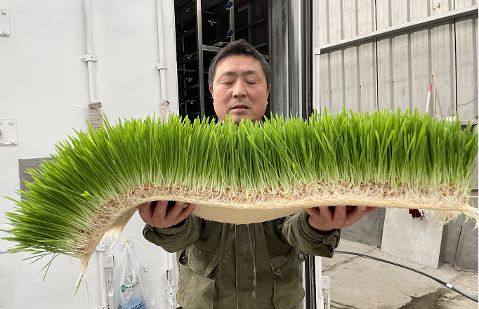 G AND N FORTUNE LIMITED's Hydroponics Fodder for Cattle