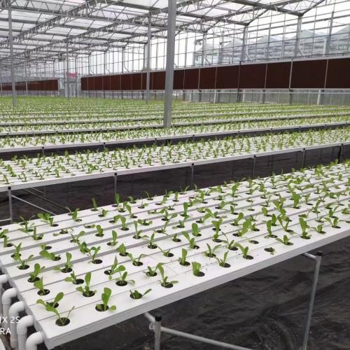 G AND N FORTUNE LIMITED's polycarbonate greenhouse for hydroponics.