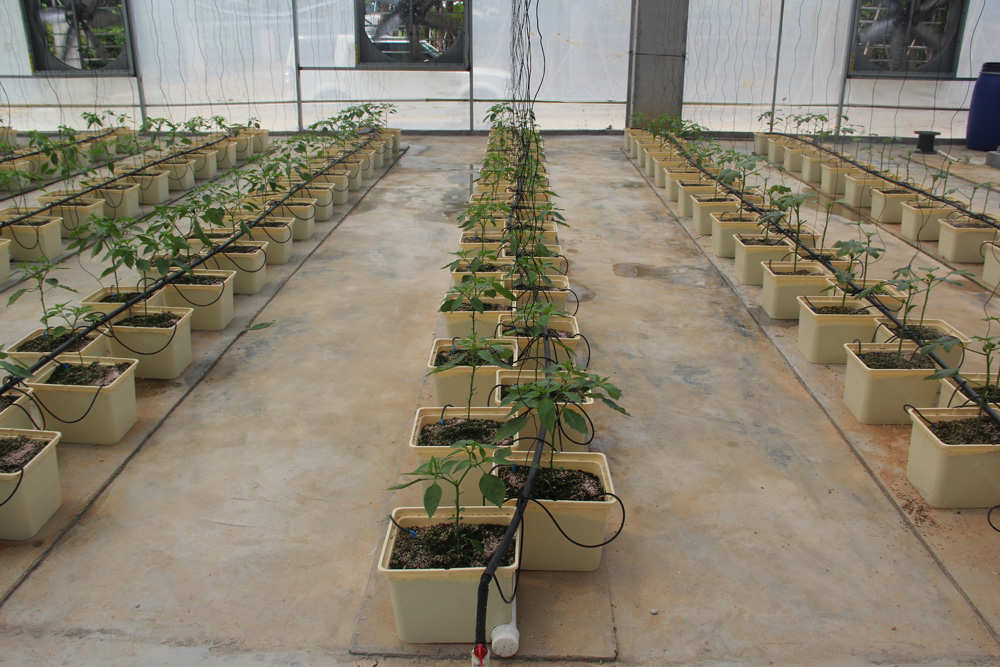 G AND N FORTUNE LIMITED's Dutch bucket hydro system