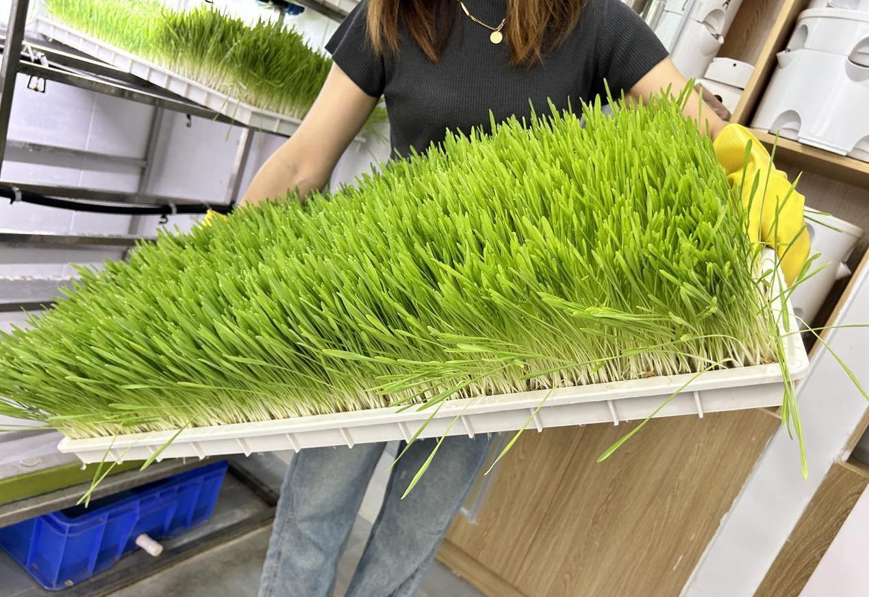 G AND N FORTUNE LIMITED's Animal Fodder System Hydroponic