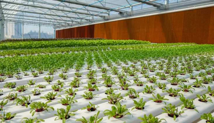 Best hydroponic system for weed by G AND N FORTUNE LIMITED.