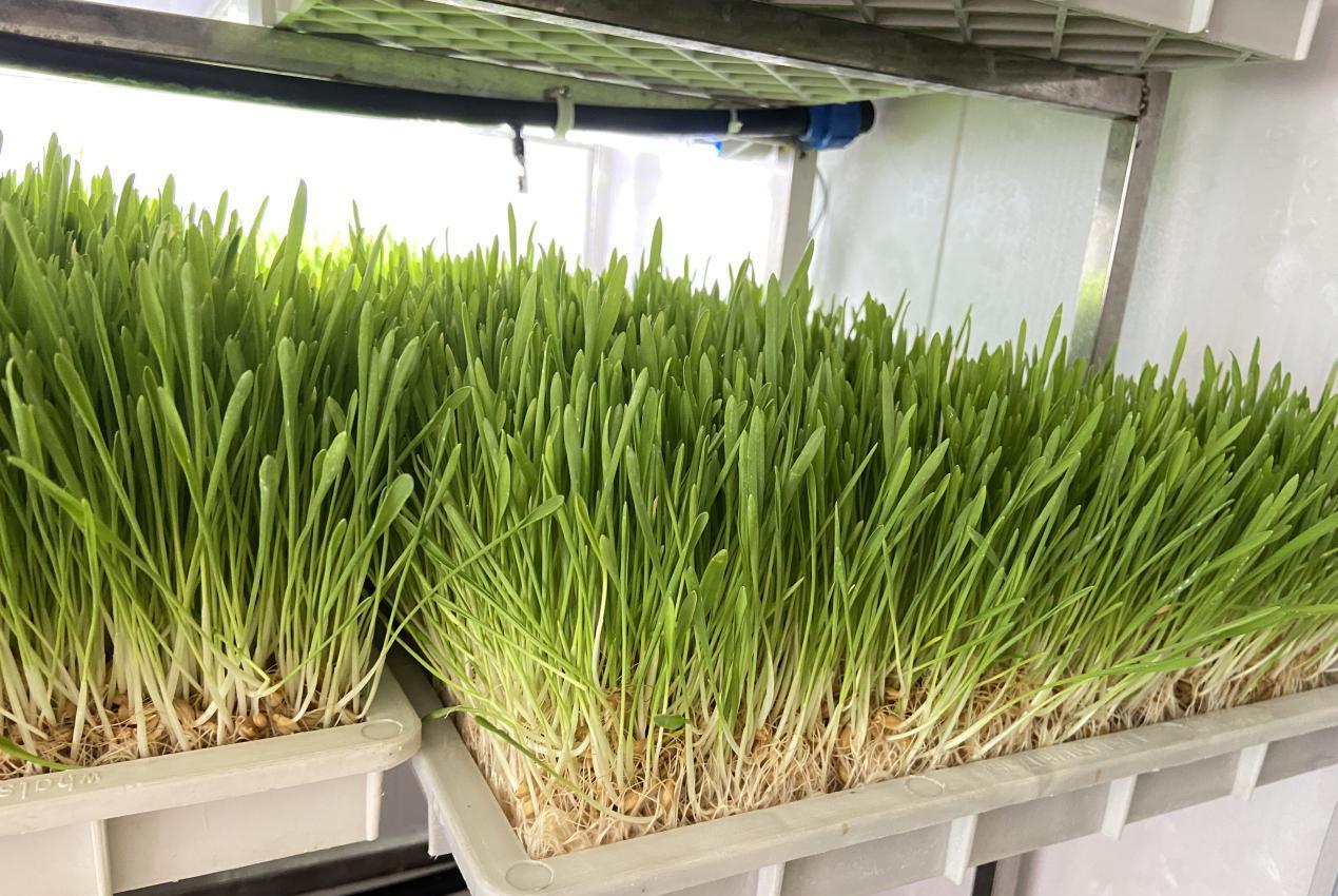 G AND N FORTUNE LIMITED's Fodder Shocks for Sale Hydroponic