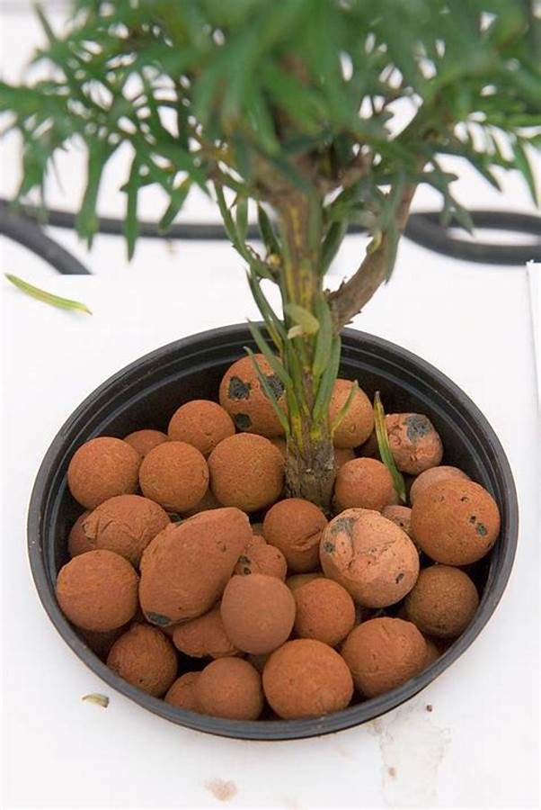 G AND N FORTUNE LIMITED's hydroponic growing media.