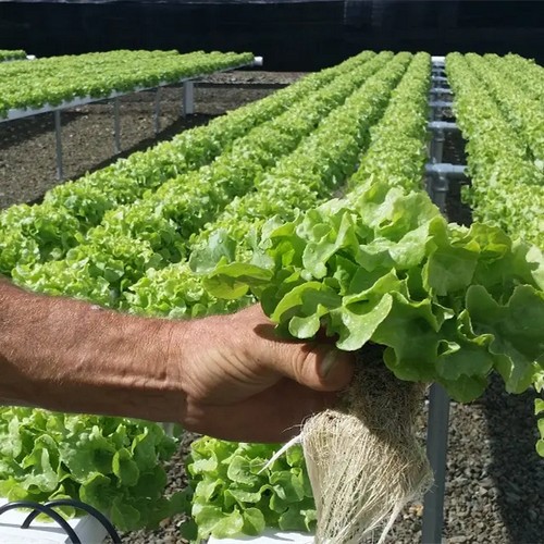 G AND N FORTUNE LIMITED’s idoo hydroponics growing system combines quality and efficiency.
