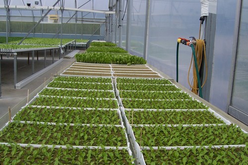 G AND N FORTUNE LIMITED's ebb and flow trays companies' alternative.