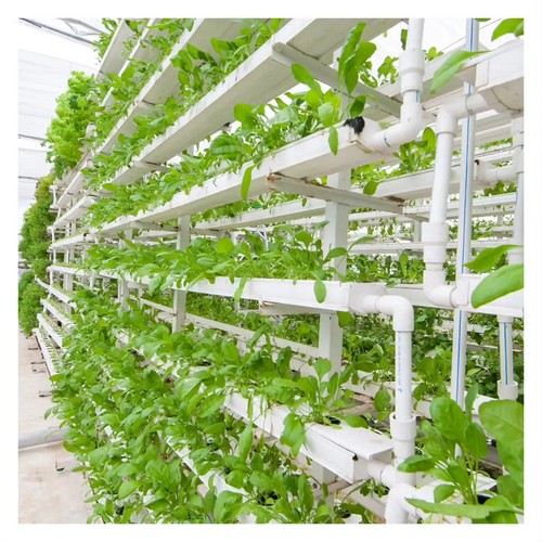 G AND N FORTUNE LIMITED’s hydroponics grow systems ensure stable and high productivity.