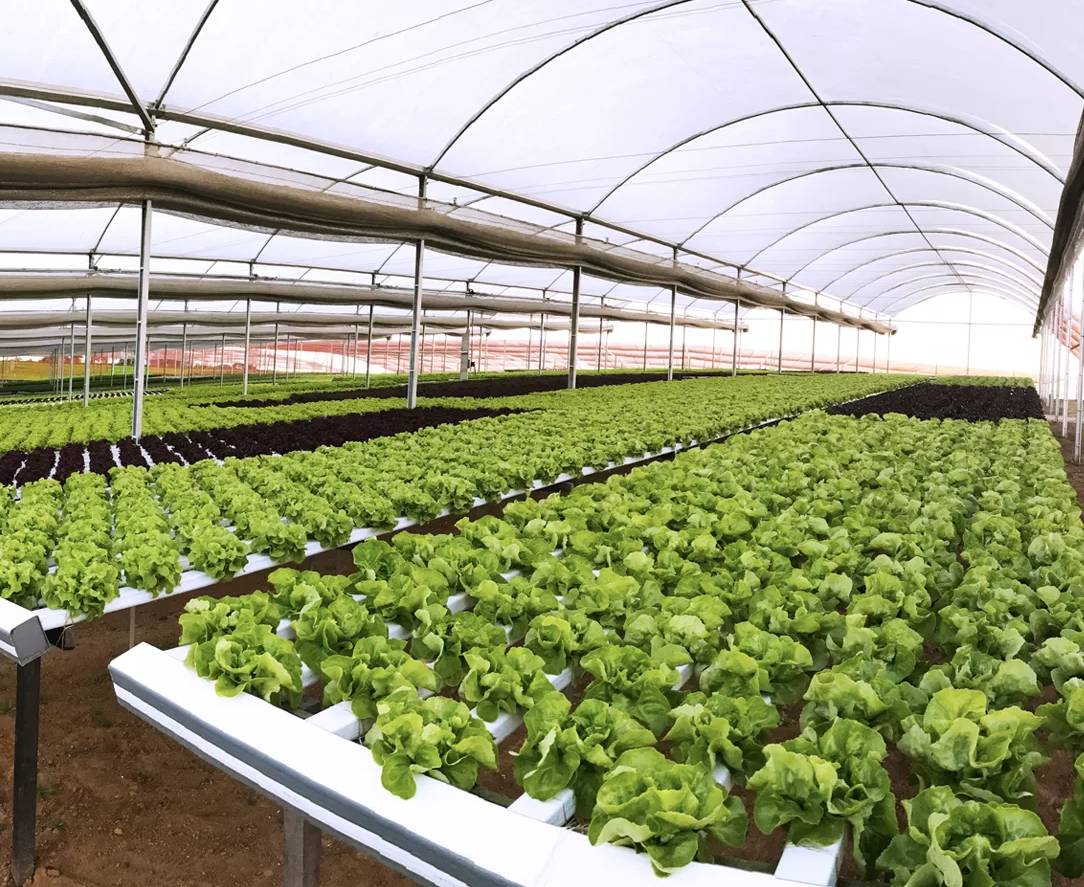 Efficient hydroponic grow system by G AND N FORTUNE LIMITED.