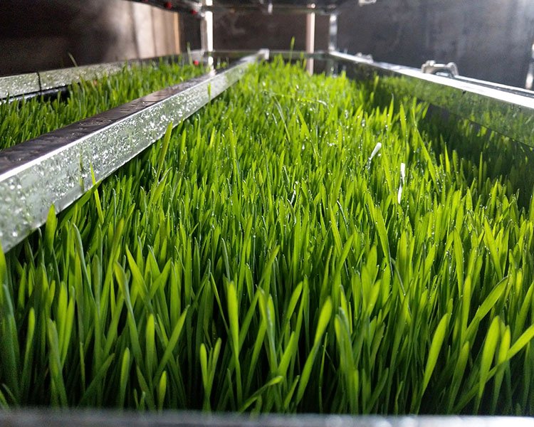 G AND N FORTUNE LIMITED's Fodder Plant for Cattle Hydroponic