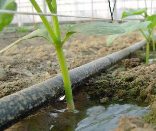 Find G&N HDPE pipe near me for hydroponic use.