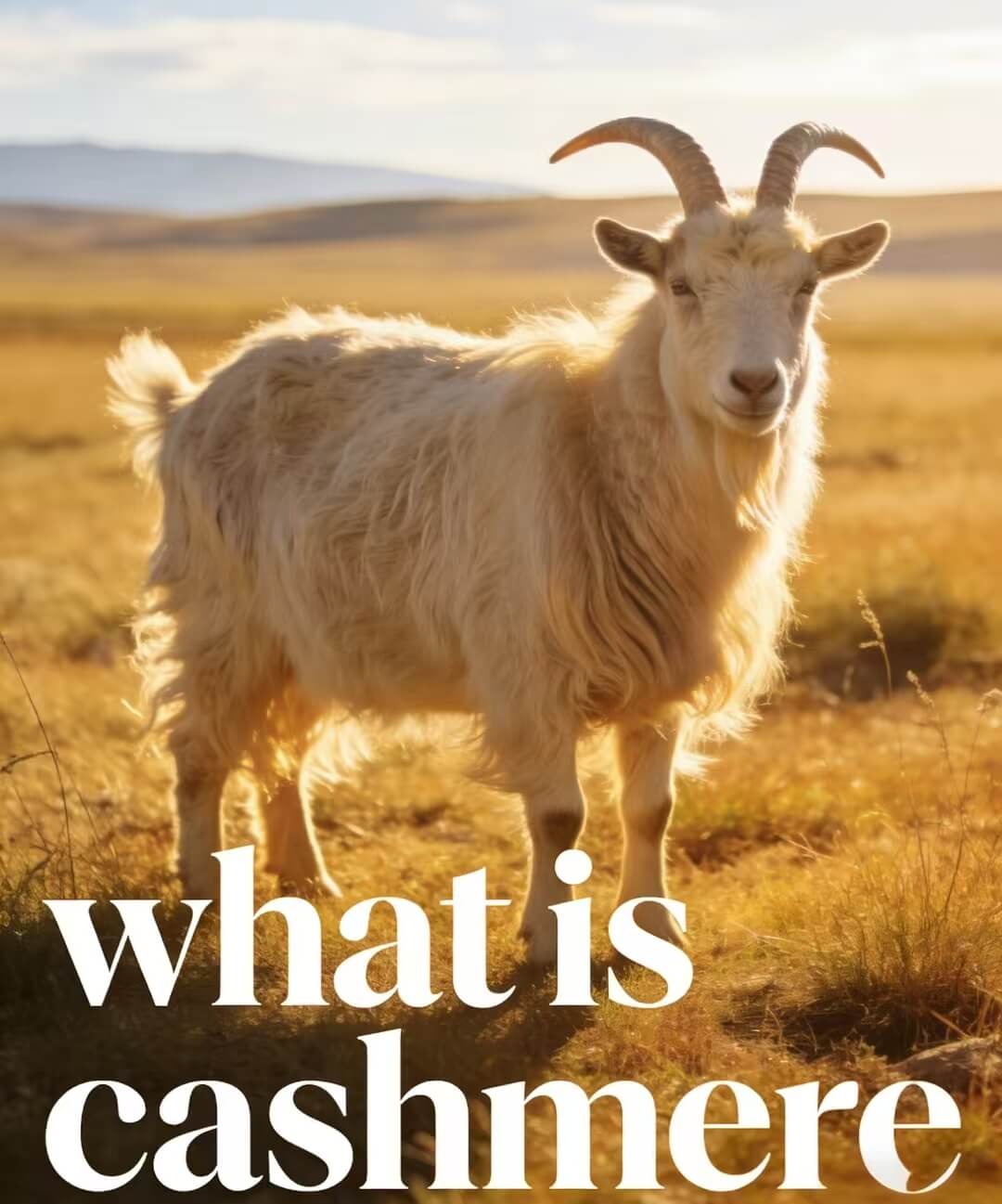 what is cashmere