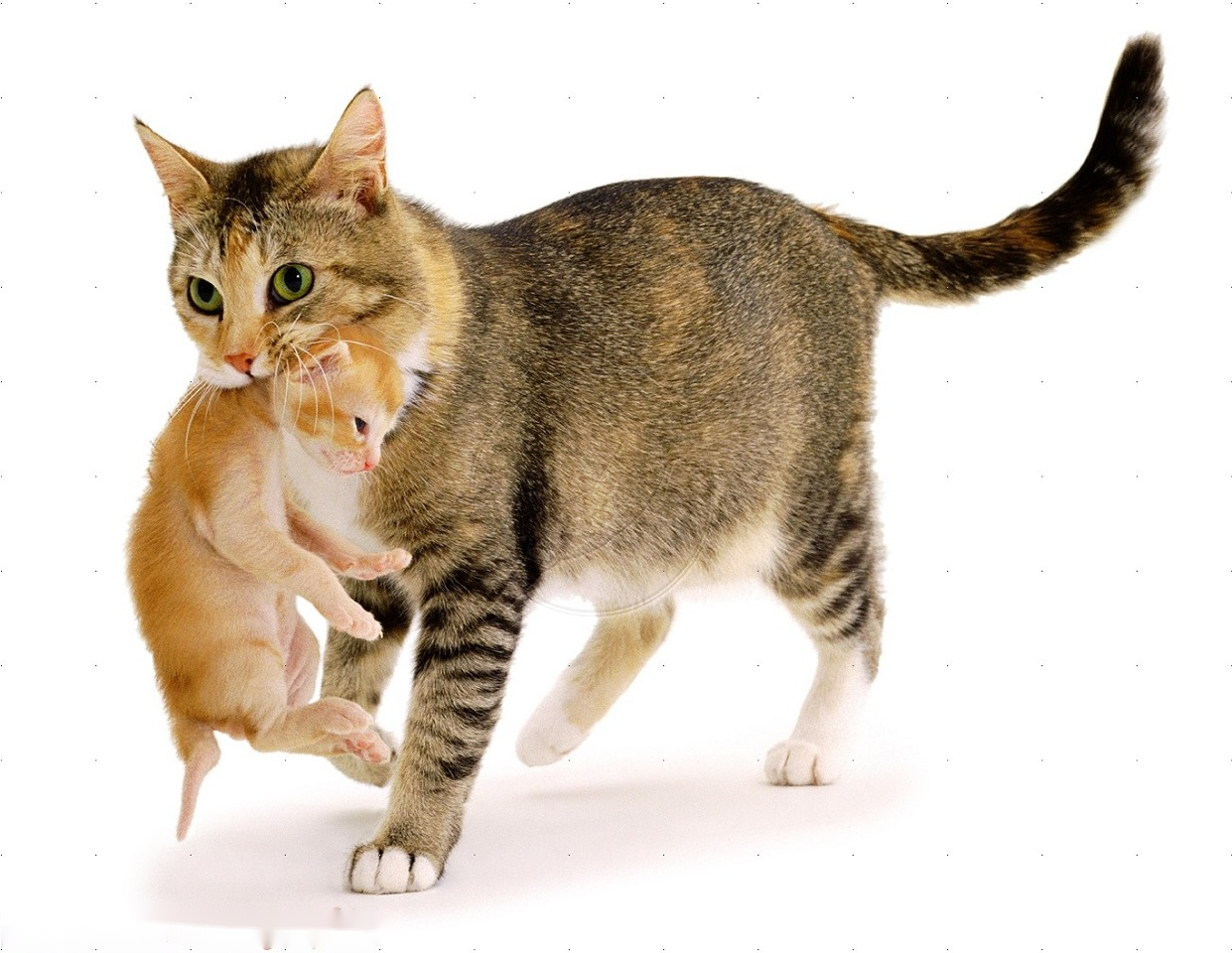 the behavior of a mother cat carrying her kittens by the neck