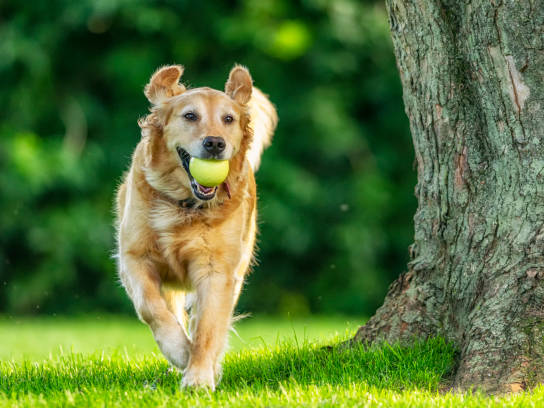 Exam results enter the pet's health records after each visit.