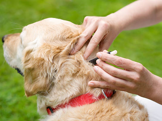 Vets will check for parasitic infections like worms, fleas, etc. during exams.