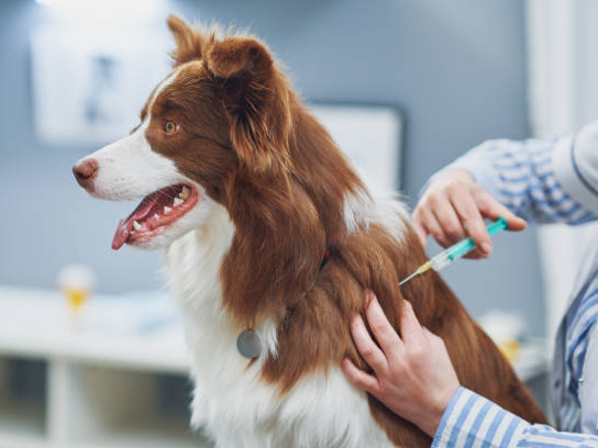 Ensure Vaccinations Up-to-Date