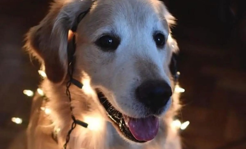 dog around led strip light 2