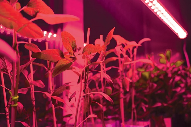 red led strip Supporting Plant Growth