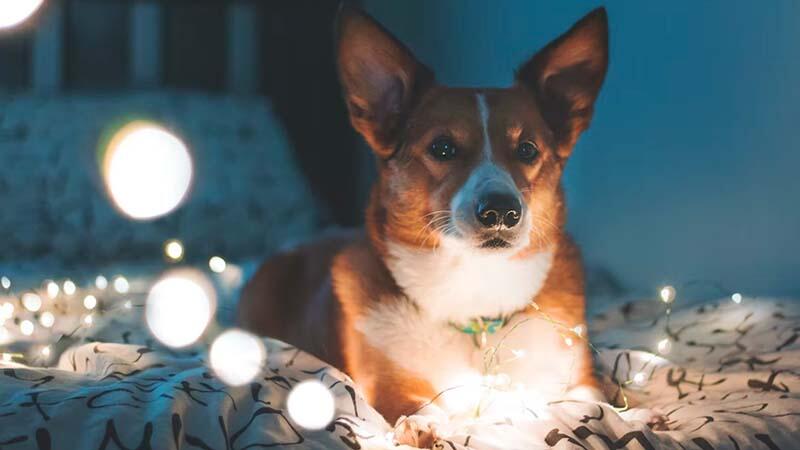 dog around led strip light 1