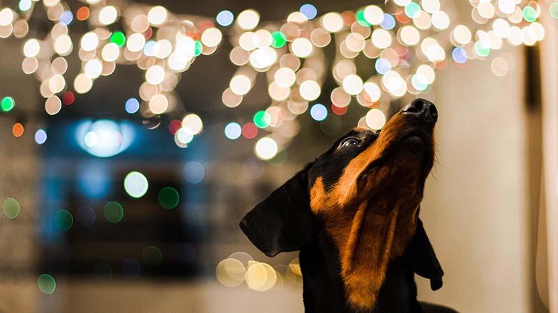 dog under led strip light