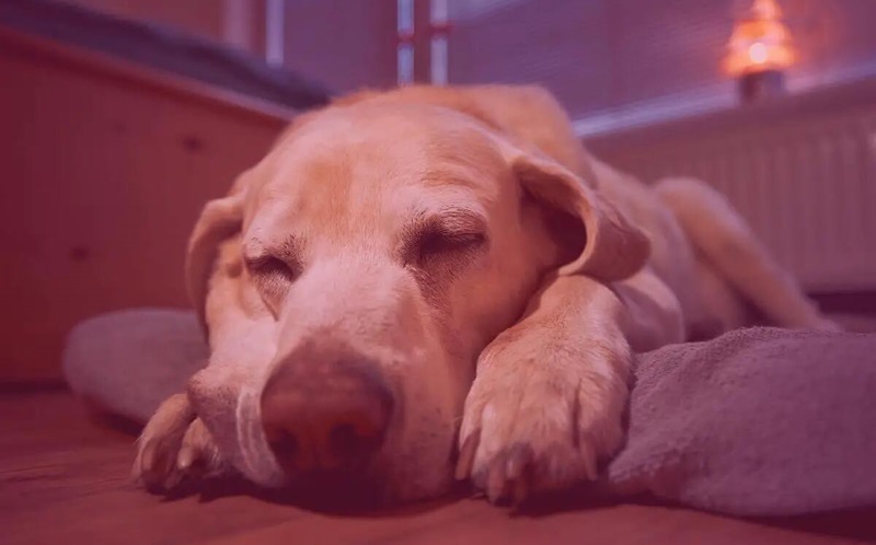 red color is better for dogs