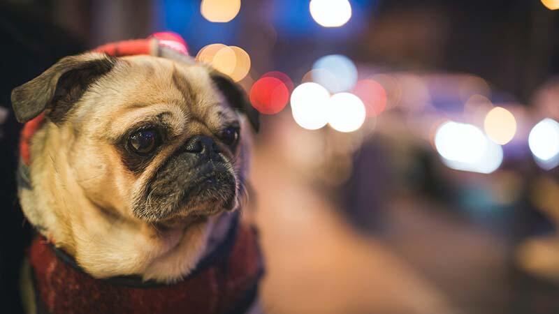dog around led strip light 3