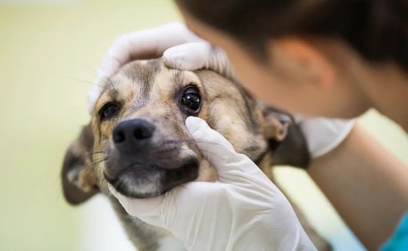 dog's eye examination