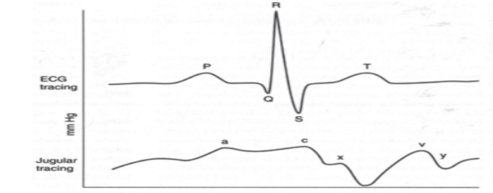 Pulse oximeter