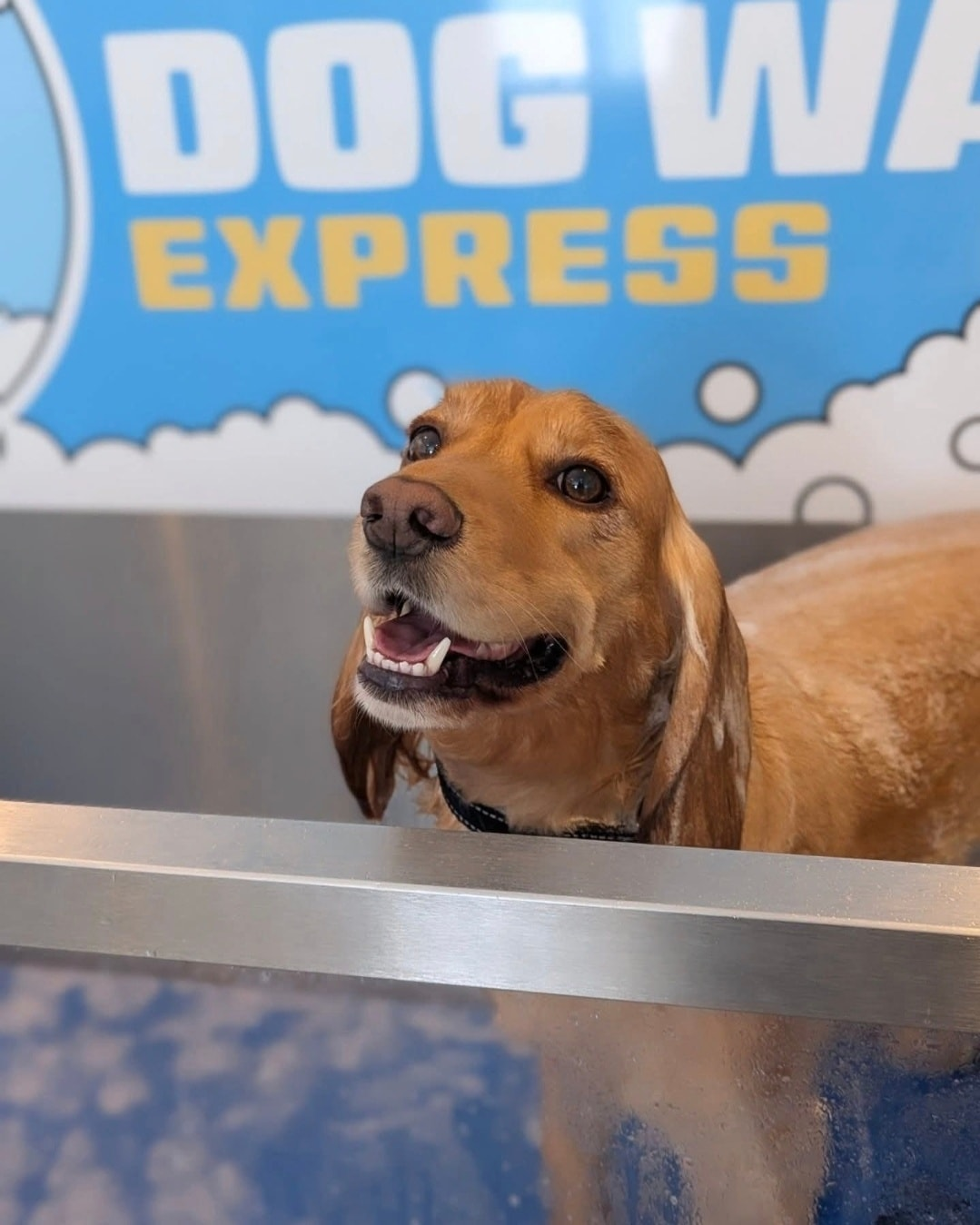 weimi dog washing machine